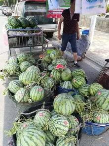 陇南网红吃瓜事件视频,一场网络狂欢背后的真相揭秘