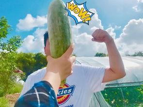 网红互相吃瓜,一场吃瓜盛宴的狂欢