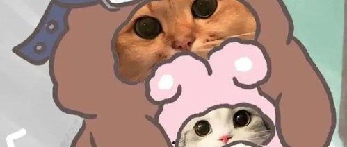 吃瓜猫情头网头,趣味横生的情侣头像盛宴