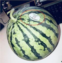 网红动感吃瓜,揭秘网络红人的美食狂欢