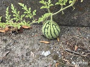 安徽第一大网红吃瓜事件,揭秘网红背后的争议与真相