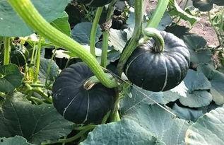 网红吃的小瓜怎么做的,简单美味，轻松上手的夏日消暑佳品